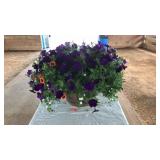 DECORATIVE BARREL PLANTER: PURPLE PETUNIAS