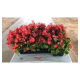 FLAT OF RED BEGONIAS