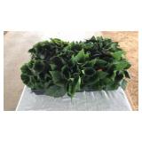 FLAT OF WIDE LEAF BEGONIA