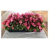 FLAT OF PINK BEGONIAS