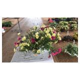 MIXED FLORAL HANGING BASKET: YELLOW AND PINK