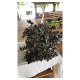 WANDERING JEW HANGING BASKET