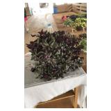 WANDERING JEW HANGING BASKET