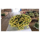 YELLOW CALIBRACHOA HANGING BASKET