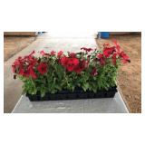 FLAT OF RED PETUNIAS