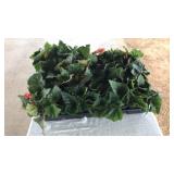 FLAT OF WIDE LEAF BEGONIAS