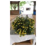 MIXED FLORAL HANGING BASKET