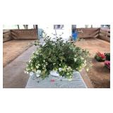 HANGING BASKET MIXED WHITE FLOWERS