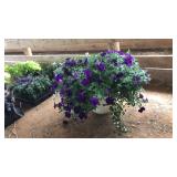 BARREL PLANTER: PURPLE PETUNIAS