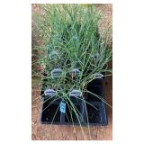 PARTIAL FLAT OF CHIVES
