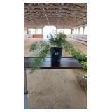 ASPARAGUS FERN