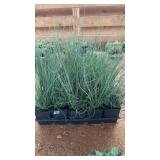FLAT OF CORKSCREW GRASSES