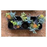 (5) SUCCULANTS