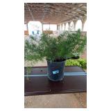 ASPARAGUS FERN