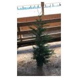 LEYLAND CYPRESS