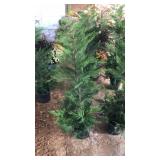 LEYLAND CYPRESS