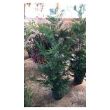 LEYLAND CYPRESS