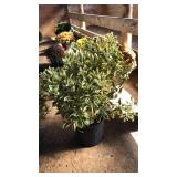 SILVER KING EUONYMUS