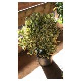 SILVER KING EUONYMUS