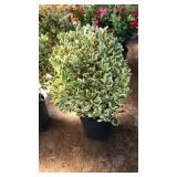 SILVER KING EUONYMUS