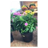 GARDEN PHLOX PINK PERENNIAL