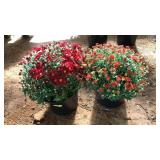 (2) MIXED COLOR MUMS