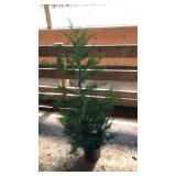 LEYLAND CYPRESS