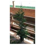 LEYLAND CYPRESS