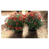 (2) RED MUMS