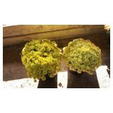 (2) YELLOW MUMS