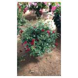 RED DRIFT ROSES