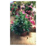 PINK MADINIA