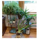 Plant stand, 6 live plants & more