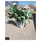 Prayer plant