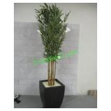 BAMBUS BAMBOO TREE