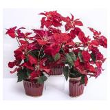 3 Poinsettia Plants in Red Ceramic Pots
