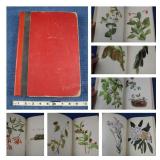 Wild Flowers Of America, 400 Full Color, 1953,