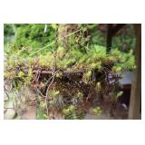 Hanging Wire Basket Sedum Planter