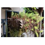Hanging Wooden Sedum Planter