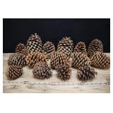 Assortment Of Large & Small Pine Cones
