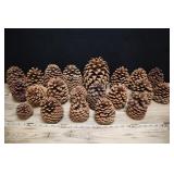 Assortment Of Large & Small Pine Cones