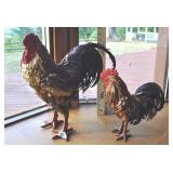 Chili Pepper Roosters,