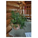 Potted Real Plant