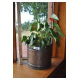 Metal Plant Container With Real Plant.
