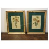 2 V. Gioni Botanical Hand Colored Engravings,