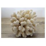 White Coral Specimen, 8" Wide Pocilloporidae