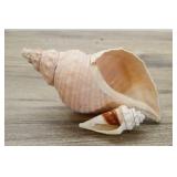 Pair Shells, 8" Buccinacea