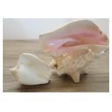 Pair Of Conch Shells, Muricacea 7"