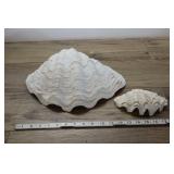 Pair Of Clam Shells, Giant 13"