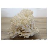White Fire Coral, 8" Wide